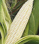 Corn